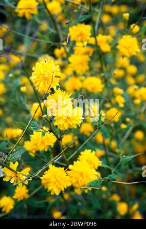 Details einer gelb blühenden Pflanze, Kerria japonica pleniflora, Doppelblüte Stockfoto