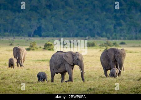 Drei Erwachsene weibliche Elefanten mit ihren kleinen Babys Kenya Masai Mara Stockfoto