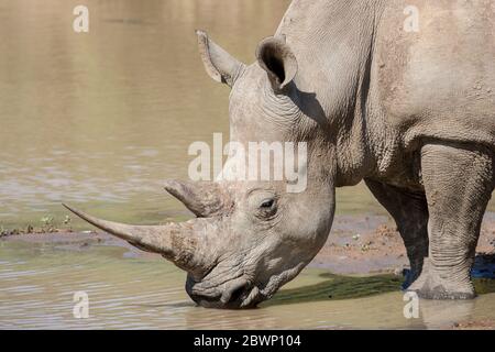 Ein Erwachsener, der White Rhino an einem Wasserloch im südafrikanischen Kruger Park trinkt Stockfoto