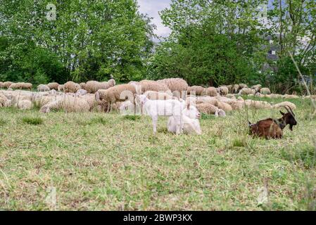 Schafe und Ziegen auf dem Rasen. Stockfoto