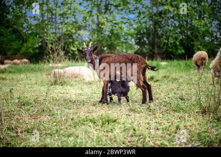 Ziegen auf Familienbetrieb. Herde von Ziegen spielen. Ziegenbock mit ihren Jungen auf dem Hof. Familie einer Mutter und ihrer Kinder Stockfoto