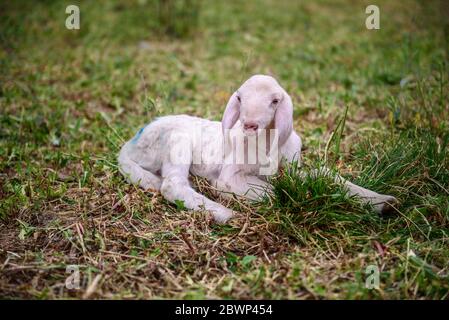 Lamm auf dem grünen Gras Stockfoto