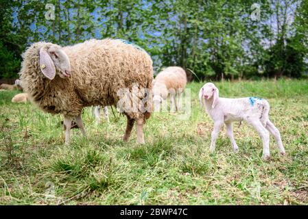 Schafe und kleine Ziege auf dem Rasen. Am unteren Rand des Bildes befindet sich der Lehmboden mit einem Holzzaun, grünem Gras und einigen Bäumen Stockfoto