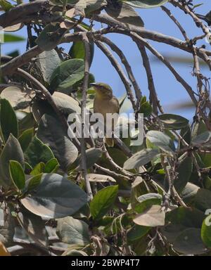 Weibliche Dorfweberin (Ploceus cuccullatus) auf einem Baum in Dakar, Senegal Stockfoto