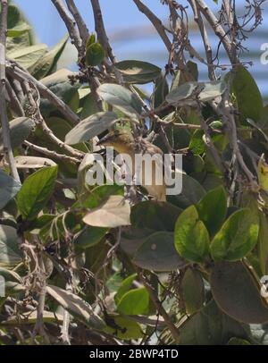 Weibliche Dorfweberin (Ploceus cuccullatus) auf einem Baum in Dakar, Senegal Stockfoto