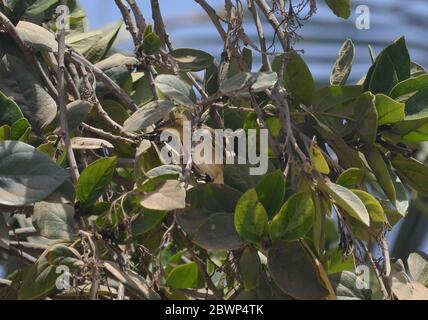 Weibliche Dorfweberin (Ploceus cuccullatus) auf einem Baum in Dakar, Senegal Stockfoto