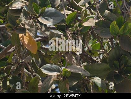 Weibliche Dorfweberin (Ploceus cuccullatus) auf einem Baum in Dakar, Senegal Stockfoto