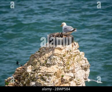 Möwe mit kleinen Küken im Nest aus altem Reifen auf Klippen im Flamborough Nature Reserve, Großbritannien. Stockfoto
