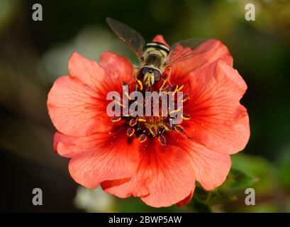 Hoverfly - Eupeodes corollae Weibliche Fütterung auf Nepal Rindenblume - Potentilla nepalensis Stockfoto