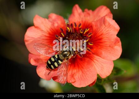 Hoverfly - Eupeodes corollae Weibliche Fütterung auf Nepal Rindenblume - Potentilla nepalensis Stockfoto