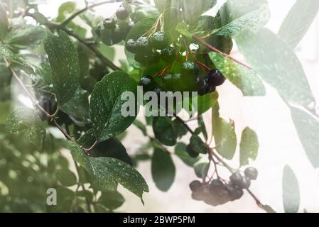 Nasse schwarze Beeren von Aronia im Garten, regnerisches Wetter Stockfoto