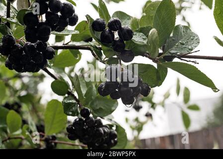 Nasse schwarze Beeren von Aronia im Garten, regnerisches Wetter Stockfoto