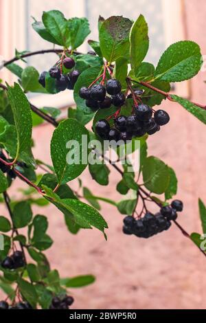 Nasse schwarze Beeren von Aronia im Garten, regnerisches Wetter Stockfoto