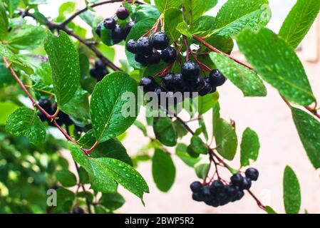 Nasse schwarze Beeren von Aronia im Garten, regnerisches Wetter Stockfoto