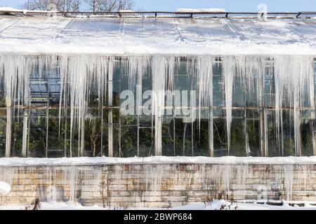 Scharfe Eiszapfen auf dem Dach des Gewächshauses bei sonnigem Wintertag auf der Sonnenseite, horizontal. Die Bildung der Eiszapfen im Tauwetter, herabhängend von der Rohne Stockfoto