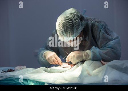 Nahaufnahme Ansicht der Tierärztin führt Katze Sterilisation Chirurgie und näht die Wunde, Tierarzt hält eine Nadel in den Händen. Tierchirurgie, Oper Stockfoto