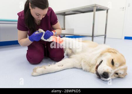 Tierärztin Untersuchung von zentralasiatischen Schäferhund verletzt Pfote mit Verband auf dem Boden in der Tierklinik. Ärztliche Untersuchung eines Hundes Stockfoto