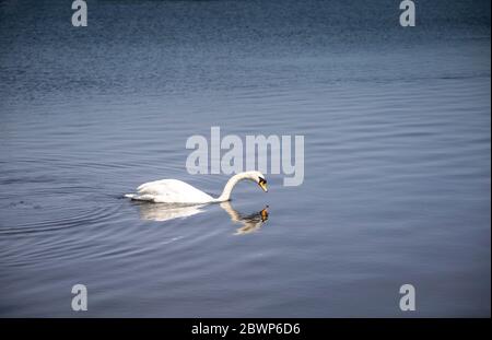 Ein schöner stummer Schwan, der auf dem Lough Neagh um den Kinnego Yachthafen schwimmend nach Essen sucht Stockfoto