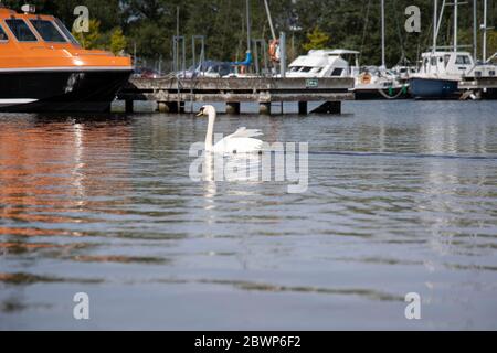 Ein schöner stummer Schwan, der auf dem Lough Neagh um den Kinnego Yachthafen schwimmend nach Essen sucht Stockfoto