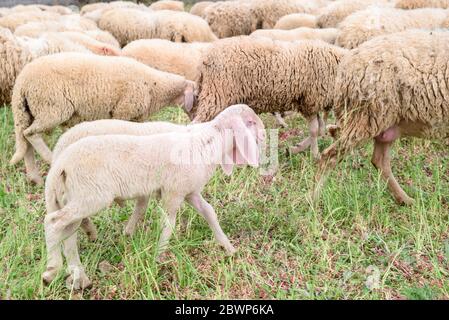 Schaf, Schafhof auf dem Berg, Schönes ländliches Bauerndorf mit Schafen, die auf einem grünen Feld weiden. Landwirtschaft. Süßes kleines Schaf mit Herde Stockfoto