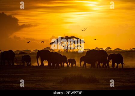 Große Herde afrikanischer Elefanten, die bei Sonnenuntergang durch Amboseli, Kenia Afrika, wandern Stockfoto