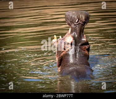 Hungriges Flusspferd mit weit geöffnetem Mund in den Gewässern Kenias Afrikas Stockfoto