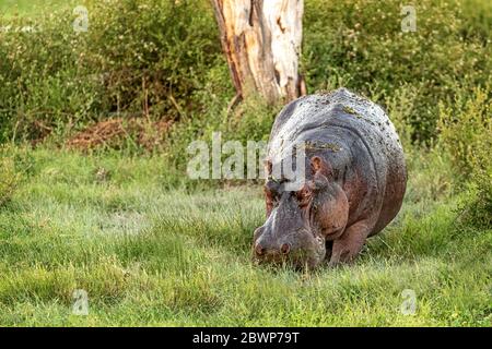 Große hungrige Nilpferde grasen auf Gras in Masai Mara Bereich in Kenia Afrika Stockfoto