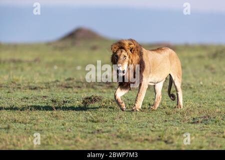 Großer afrikanischer männlicher Löwe mit großer Mähne, die in einem offenen Grasfeld in Kenia, Afrika, vorwärts gehen Stockfoto