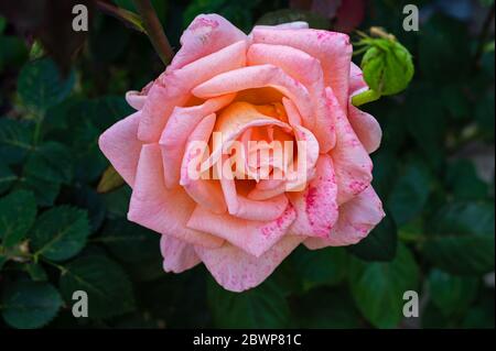 Rose Bloom im Central Valley, Kalifornien Stockfoto