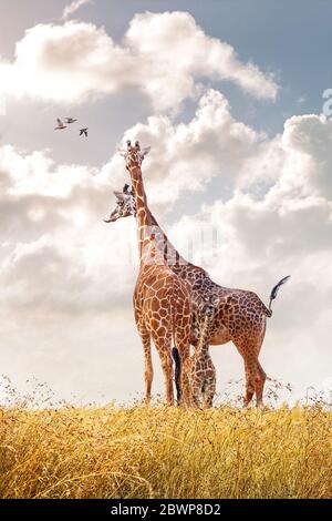 Familie von Masai Giraffen einschließlich Mutter, Vater und Baby Kalb zusammen in großen afrikanischen roten Hafergras Blick auf bewölkten Morgenhimmel Stockfoto