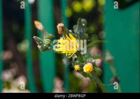 Sonchus oleraceus sowthistle Blume Stockfoto