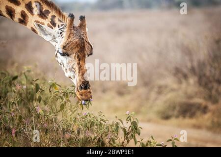 Rothschilds Giraffe grast auf Blumen im Lake Nakuru National Park Stockfoto