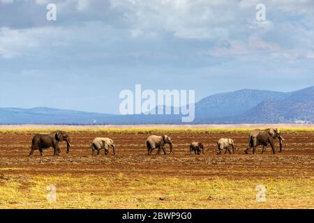 Familie afrikanischer Elefanten, die in einer Reihe durch ein getrocknetes Flussbett in Amboseli, Kenia in Afrika, gehen Stockfoto