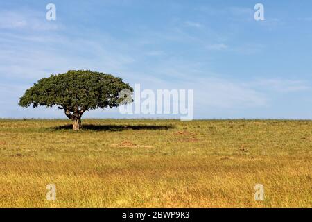 Ein Baum mit breitem Schirm und Schatten unter in offenem Feld in Kenia, Afrika Stockfoto