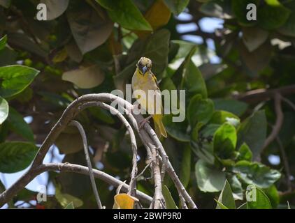 Weibliche Dorfweberin (Ploceus cuccullatus in einem städtischen Garten in Dakar, Senegal Stockfoto