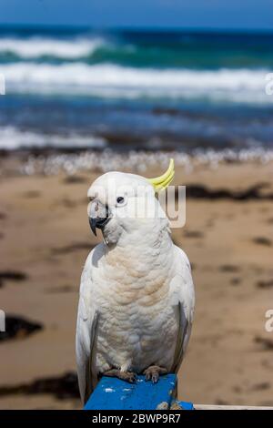 Der Schwefel-Haubenkakazoo steht am Geländer des Lorne Pier der Great Ocean Road von Australien. Der Hintergrund ist der pazifik. Stockfoto