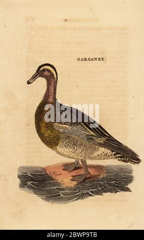 Garganey, Spatula querquedula, kleine Taubenente. Handkolorierter Holzschnitt nach einer Illustration von Edward Donovan aus der Naturgeschichte der Vögel, herausgegeben von Brightly and Childs, Bungay, Suffolk, 1815. Charles Brightly gründete 1795 in Bungay eine Druckgießerei und ging 1808 eine Partnerschaft mit dem nonkonformistischen Radikaldrucker John Firby Childs ein. Stockfoto