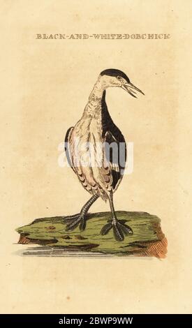 Horntaucher, jung, Podiceps auritus. Schwarz-weiß-Dobchick. Handkolorierter Holzschnitt nach einer Illustration von George Edwards aus der Naturgeschichte der Vögel, herausgegeben von Brightly and Childs, Bungay, Suffolk, 1815. Charles Brightly gründete 1795 in Bungay eine Druckgießerei und ging 1808 eine Partnerschaft mit dem nonkonformistischen Radikaldrucker John Firby Childs ein. Stockfoto