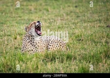 Müde Geparde liegt im Gras Kenias, Afrika Mund weit offen zu gähnen Stockfoto