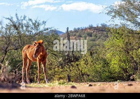 Niedliches junges Wildpferd Fohlen in der wunderschönen Arizona USA Reiseszene mit saguaro Kaktus und Bergen im Hintergrund Stockfoto