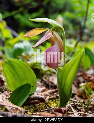 Ein rosa Lady's Slipper, Cypripedium acaule, wächst wild auf dem Waldboden in den Adirondack Mountains, NY USA Wildnis. Stockfoto