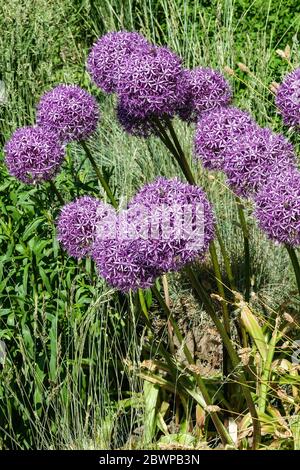 Giant Onion Allium 'Globemaster' Stockfoto