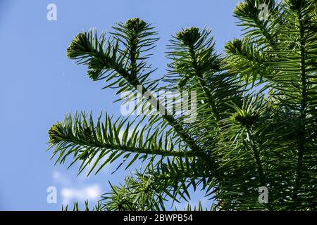 Blaue China-Fir Cunninghamia lanceolata Stockfoto