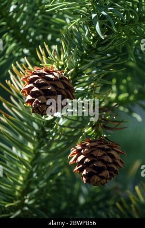 Blaue China Tannenzapfen und Nadeln Cunninghamia lanceolata Stockfoto