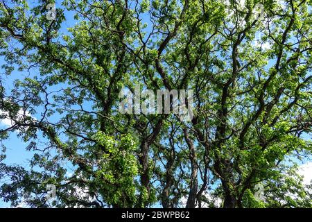 Schwarze Robinia pseudoacacacia Tortuosa Stockfoto