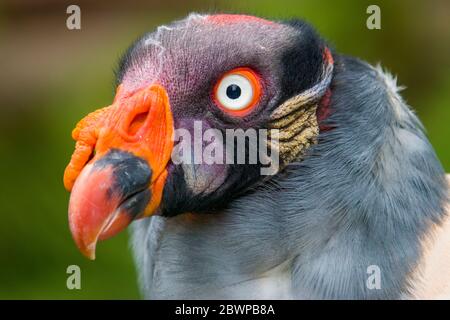 Der Königsgeier ist ein großer Vogel, der in Mittel- und Südamerika gefunden wird. Es ist ein Mitglied der New World Geier Familie Cathartidae. Stockfoto