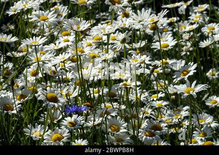 Leucanthemum vulgare Daisies Gartenwiese Wildblumen Leucanthemum Daisies Blumen Weiße blühende Wildblume Gartenpflanze Leucanthemum Wiese Europa Stockfoto