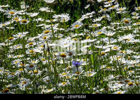 Leucanthemum vulgare Weiße Blumen Weiße Leucanthemum Wildblumen Weiße Leucanthemum Wildblumen Weiße Blumen Weiße blühende Pflanzen Sommer Stockfoto