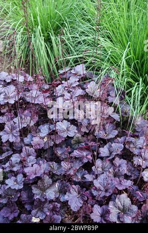 Coral Bells Heuchera Midnight Rose Stockfoto