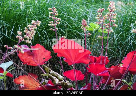 Heuchera „Little Cutie Blondie“ Heuchera June Garden Red Leaves Heucheras Flowers Heuchera „Blondie“ Little Cutie Series Stockfoto